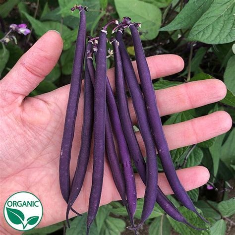 celine bean|organic Celine bean seeds.